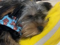Aşıları tam yorkshire terrier