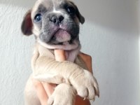 FRENCH BULLDOG KÖPEĞİMİZ