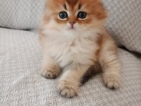 British longhair