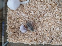 Gonzales Hamsterlar
