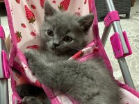 Güzeller Güzeli British Shorthair Yavrularımız