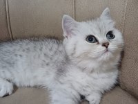 Teslime Hazır Dişi British Shorthair Yavrumuz