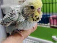 Show jumbo muhabbet kuşu yavruları