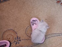 Prensesimiz british longhair