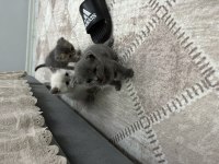 Mavişlerimiz safkan british shorthair yavrularımız