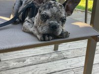 French bulldog merle erkek yavru
