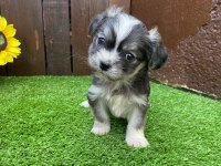 Morkie köpeğimiz