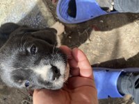 Cane corso yavru köpeğimiz