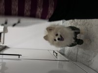 Pomeranian 4 aylık