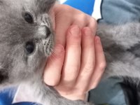 Rezerve ye açık yavrular british shorthair