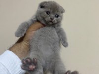 Scottish Fold Dişi