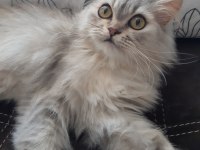 Chinchilla kedim yeni yuvasını arıyor