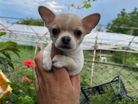 Erkek chihuahua yavrumuz teslime hazır
