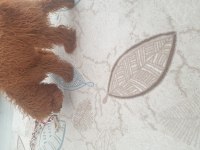 Poodle oğlumuza sıcak bir yuva arıyoruz
