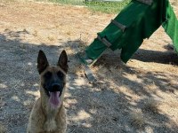 Köpek çiftliğinden eğitimli belçika kurdu