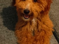 Yetişkin dişi maltipoo
