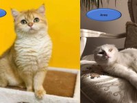 safkan scottish fold