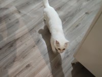 Kediyi yeni sahiplendik çocuklarım küçük alışamadılar