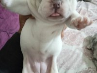 french bulldog yavru 30 günlük dişi ve erkek