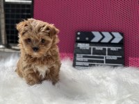 Çok özel Wc eğitimli tea cup morkie yavrularımız