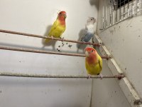 SEVDA VE CENNET PAPAĞANLARI CİTY PETSHOP