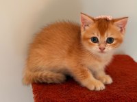 Altın sarısı golden british shorthair kızım
