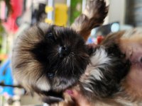 Shih tzu yavrularım yeni ailelerini bekliyorlar
