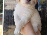 Maltese yavru