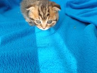 Erkek scottish fold erkek