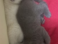 Scottish fold yavrular
