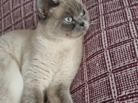 Blue point british shorthair ücretsiz sahiplendirilecek