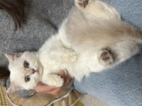 Golden point ay 1133 british shorthair