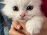 Çok özel melez oyuncu üçüz british longhair yavrular
