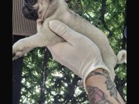 Güzel kaliteli pug yavrulara sahip olmak isteyenler için