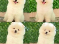 Pomeranian Boo Dişi Erkek Yavrular