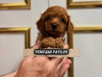 Red Toy Poodle