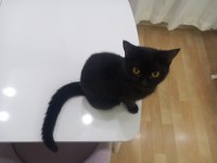 Ücretsiz 2 yaşında dişi kedimiz kısır değil