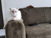3 yaşında ki scottish fold kızıma sıcak bir yuva