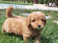 RUHSATLİ ÇİFLİKTEN MALTİPOO YAVRULARİ 