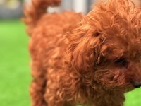 Toy poodle bebekler
