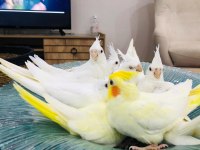 Yeni yeme düşmüş sultan papağanı yavruları