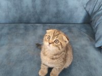 2 aylık golden spotted scottish fold