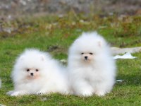 Mersin yavru pomeranian