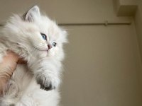 Pofuduk british longhair bebekler