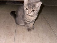 Safkan british shorthair flood