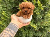 ORJİNAL IRK VE SAĞLIK GARANTİLİ POODLE YAVRULAR