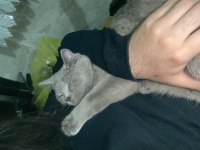 7 aylık british shorthair