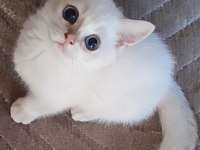 Safkan British Shorthair