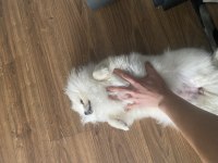 6 aylık dişi pomeranian boo aşıları tam cipli