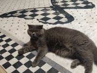 Scottish Fold Kedisi